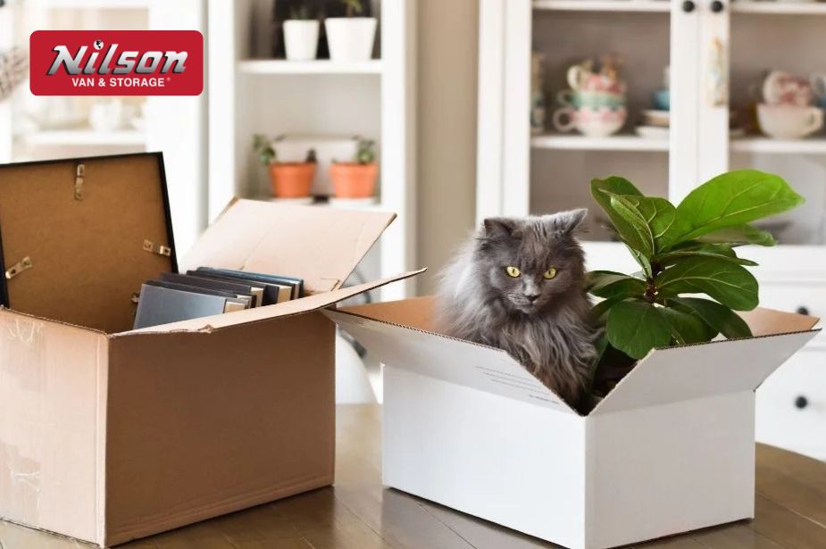 Moving with Cats: Everything You Need to Know for a Smooth Transition - Nilson Van and Storage