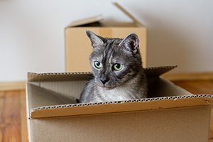 5 Tips for Moving with Pets This Summer