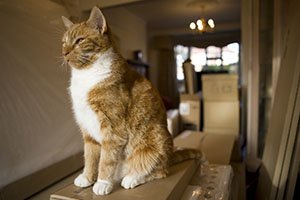 Tips to Keep Your Pet Safe during a Long Distance Move