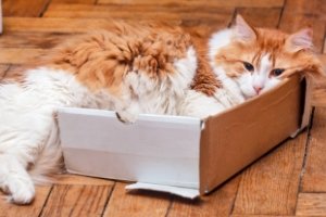 3 Tips for Moving with Cats