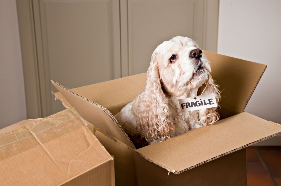 3 Tips for an International Move with Pets