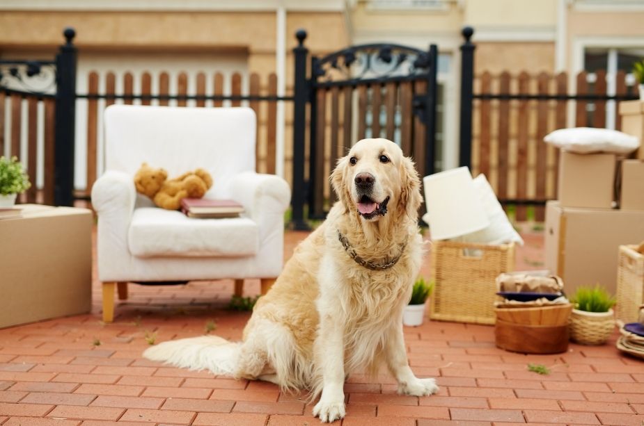 5 Tips from the Experts for Moving with Pets