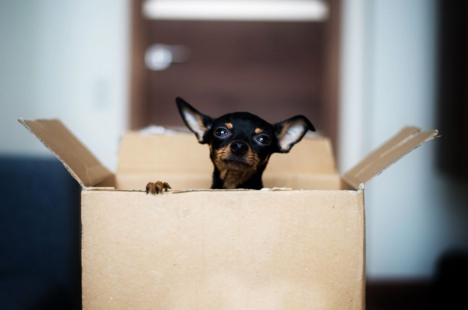 How to Prepare Your Pets for the Big Move - Nilson Van and Storage