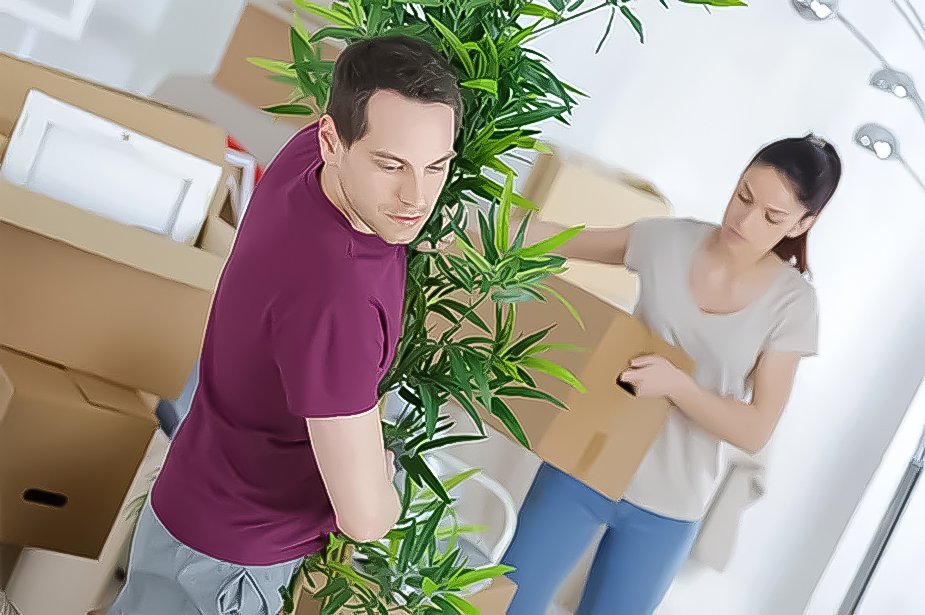 Moving Your House Plants: How To - Nilson Van and Storage