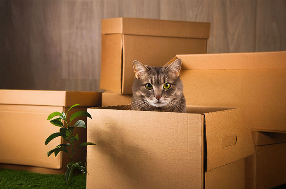 Moving with a Cat? How to Keep Your Feline Feeling Fine - Nilson Van and Storage