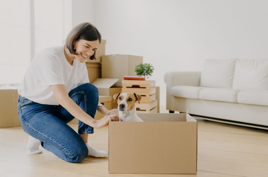 Tips to Keep Your Pet Safe during a Long Distance Move - Nilson Van and Storage
